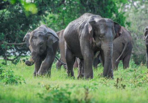 SDtours yaala elephants SDtours yaala elephants
